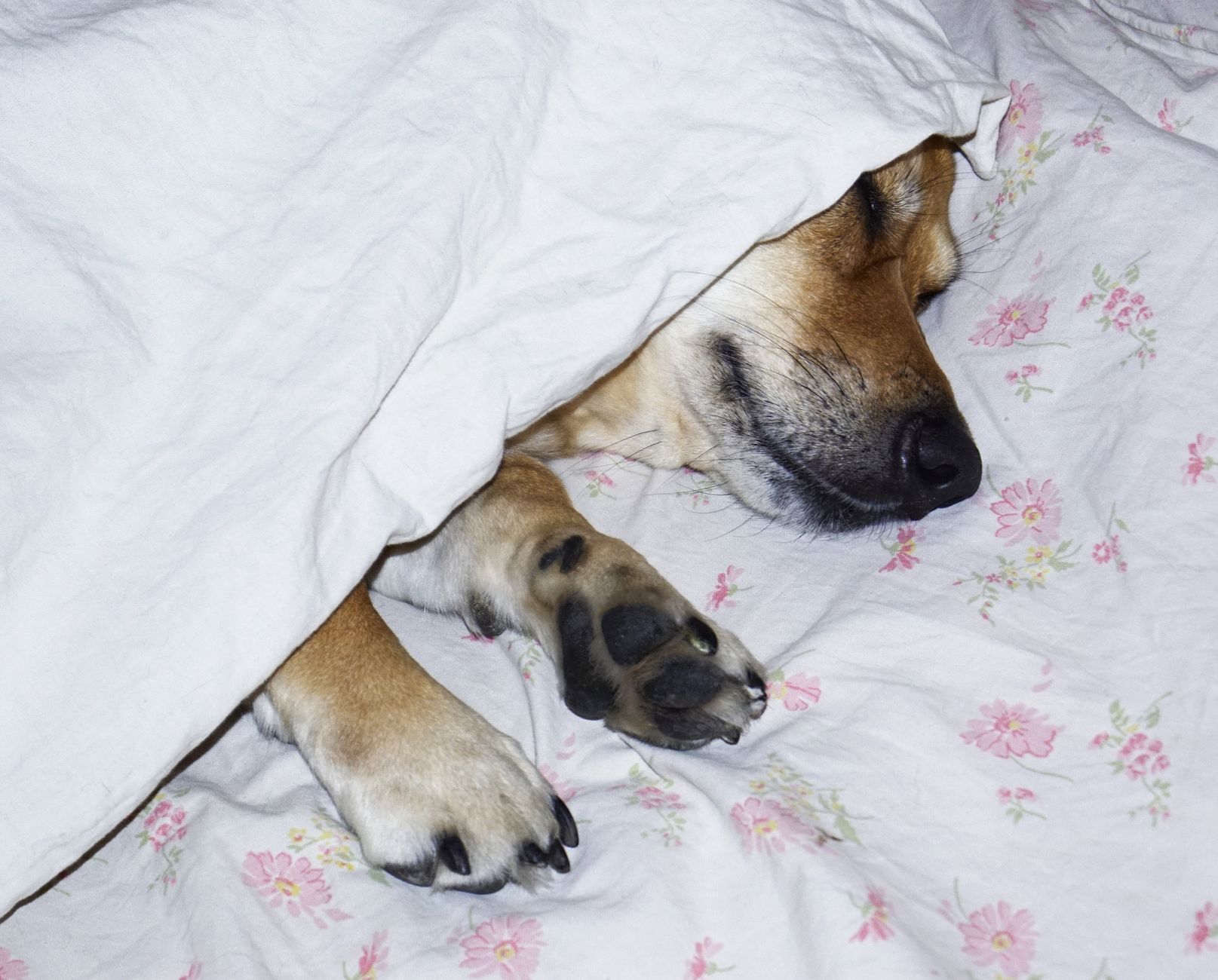 A dog asleep under a blanket