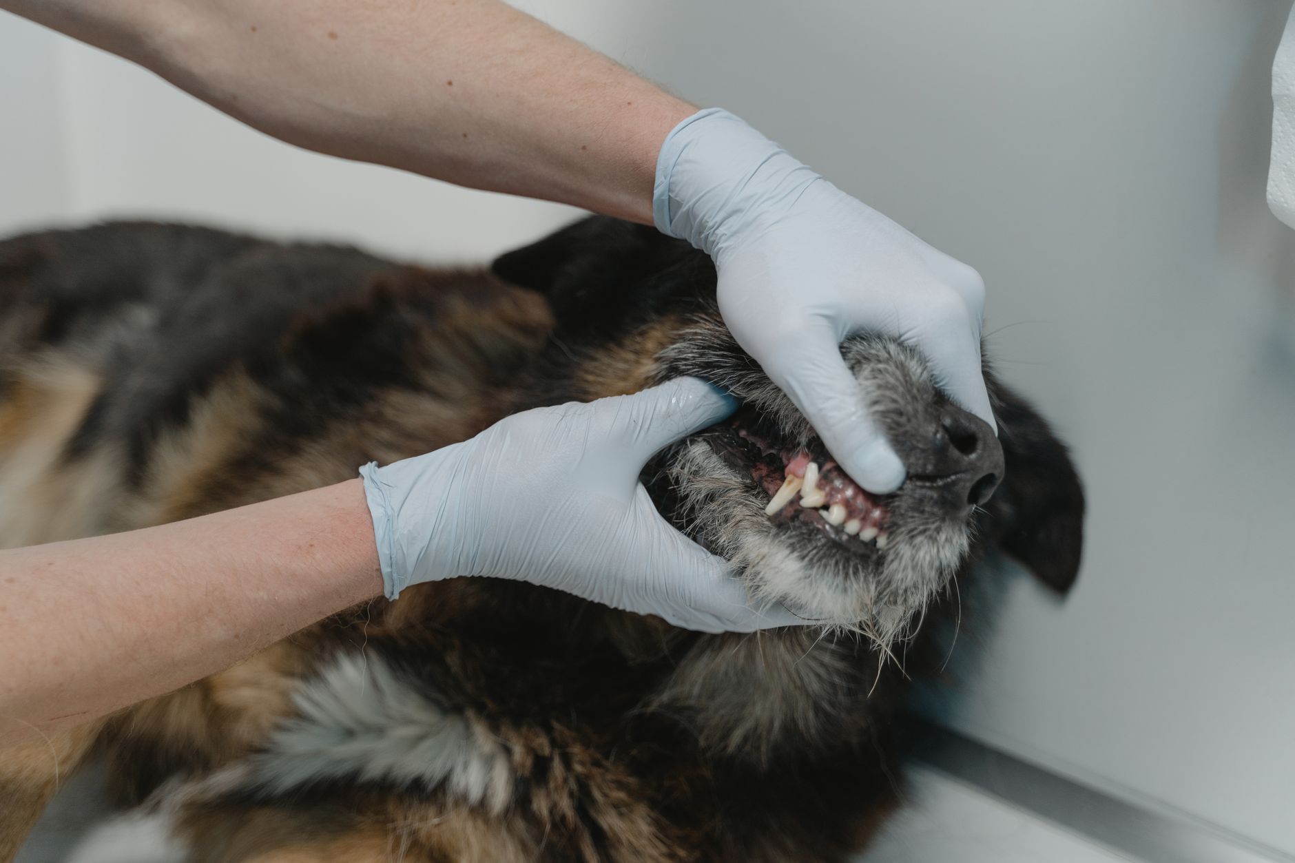 A veterinarian examining a dog's teeth