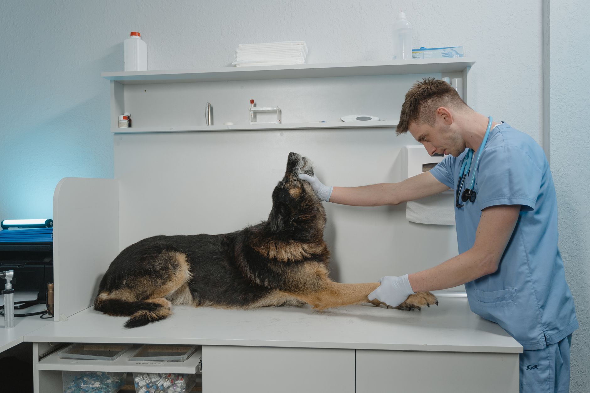 A veterinarian examining a dog on a treatment table