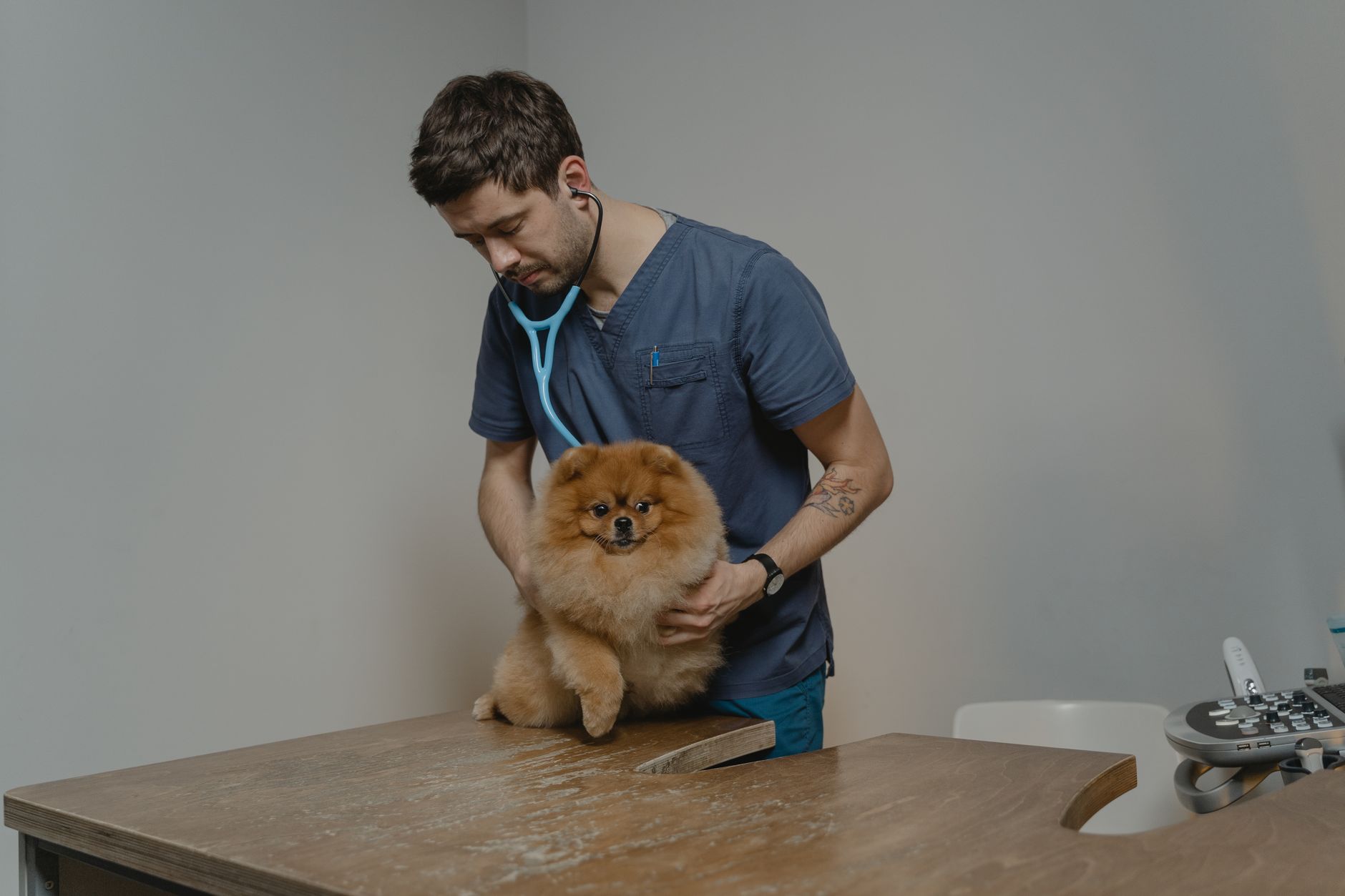 A veterinarian examining a small dog on a treatment table