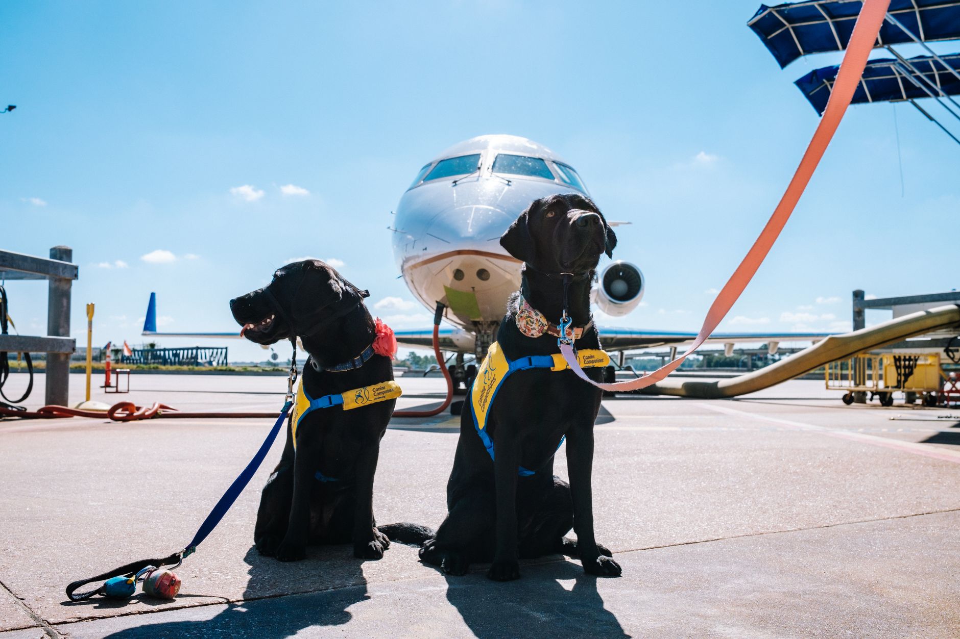 Two dogs in travel harnesses on an airport apron in front of an aircraft