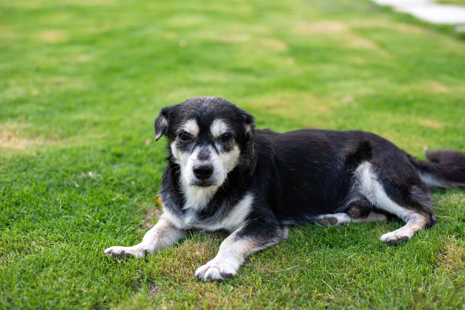 An older dog resting on grass