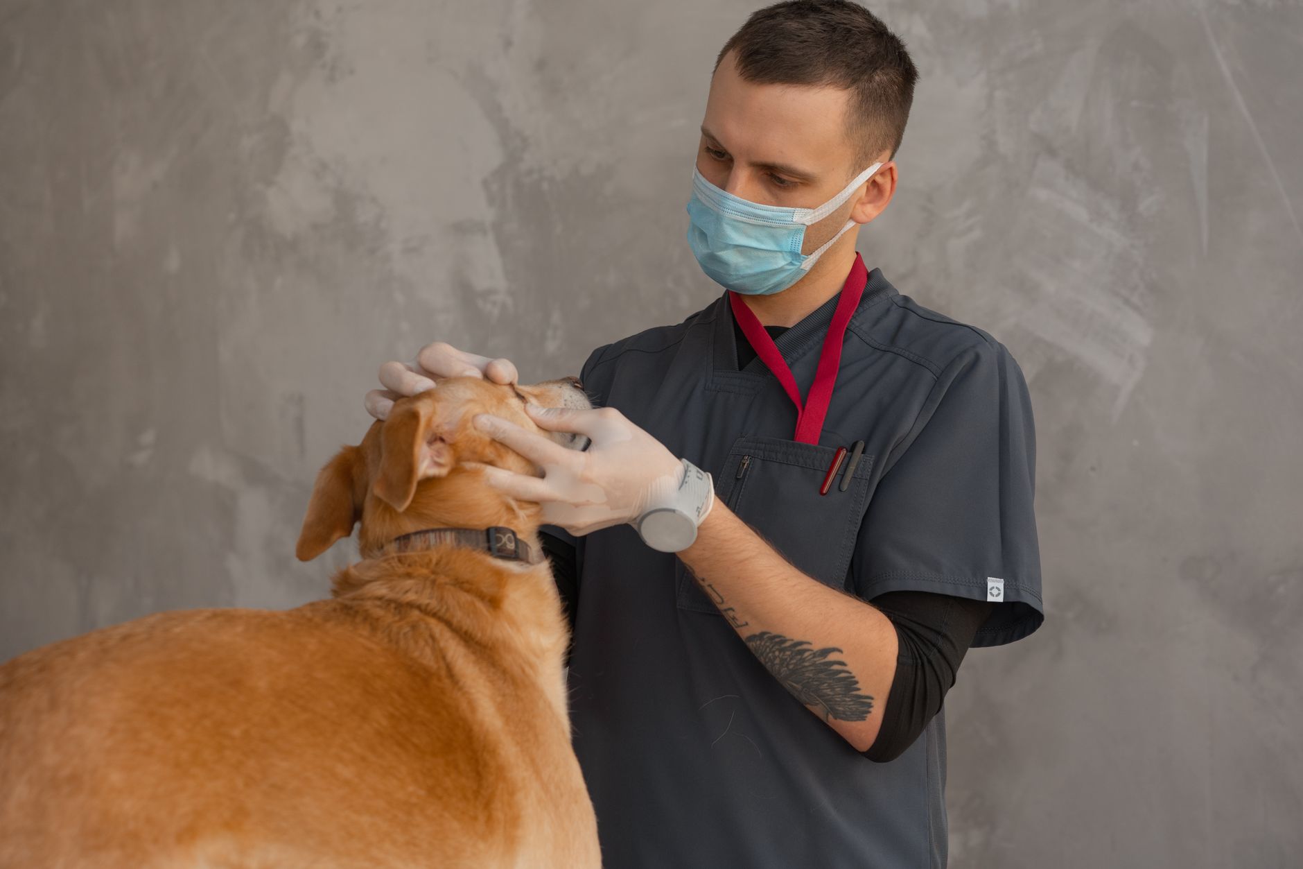 A veterinarian holding a dog steady during an examination