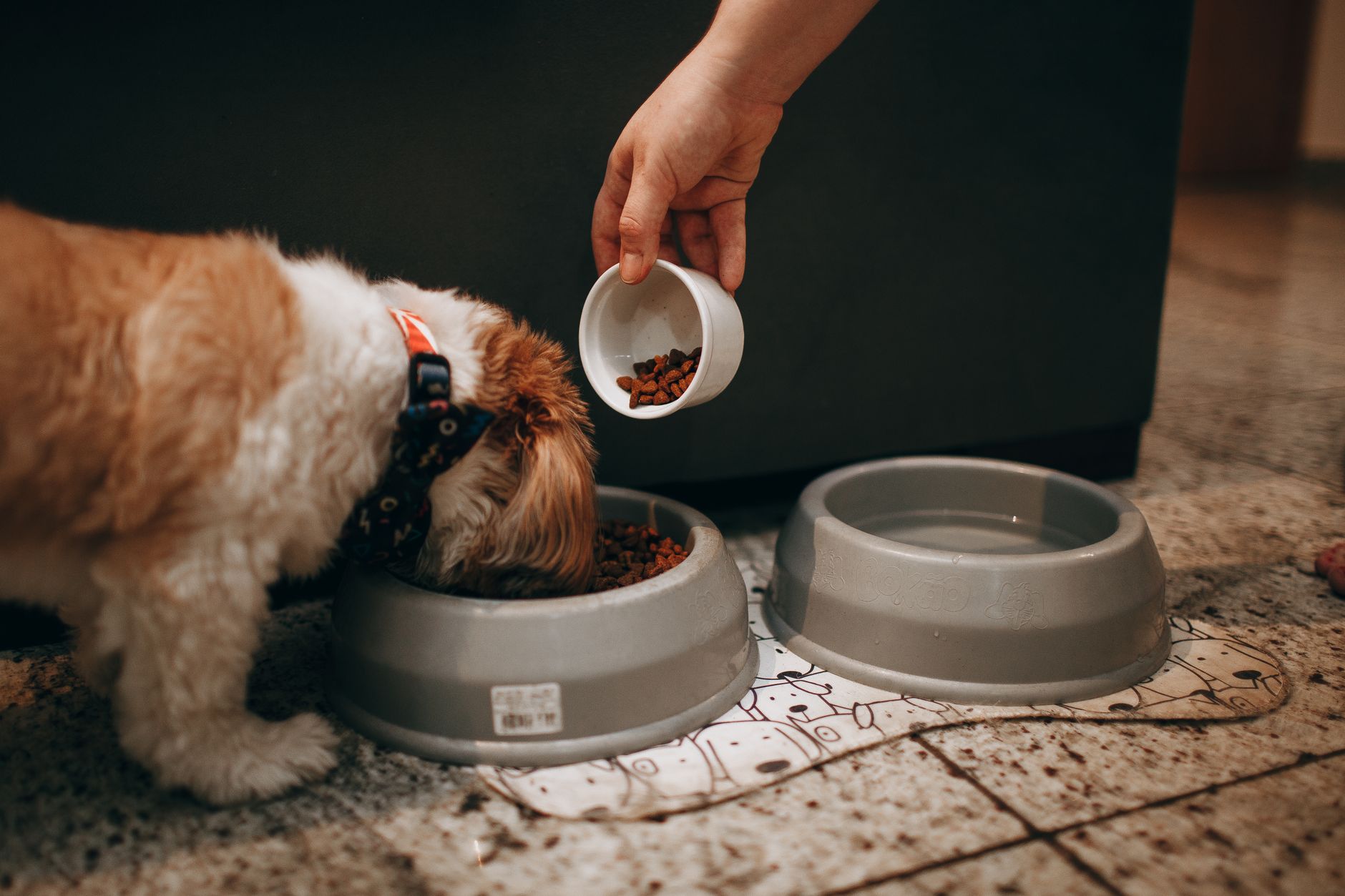 A dog eating from a bowl