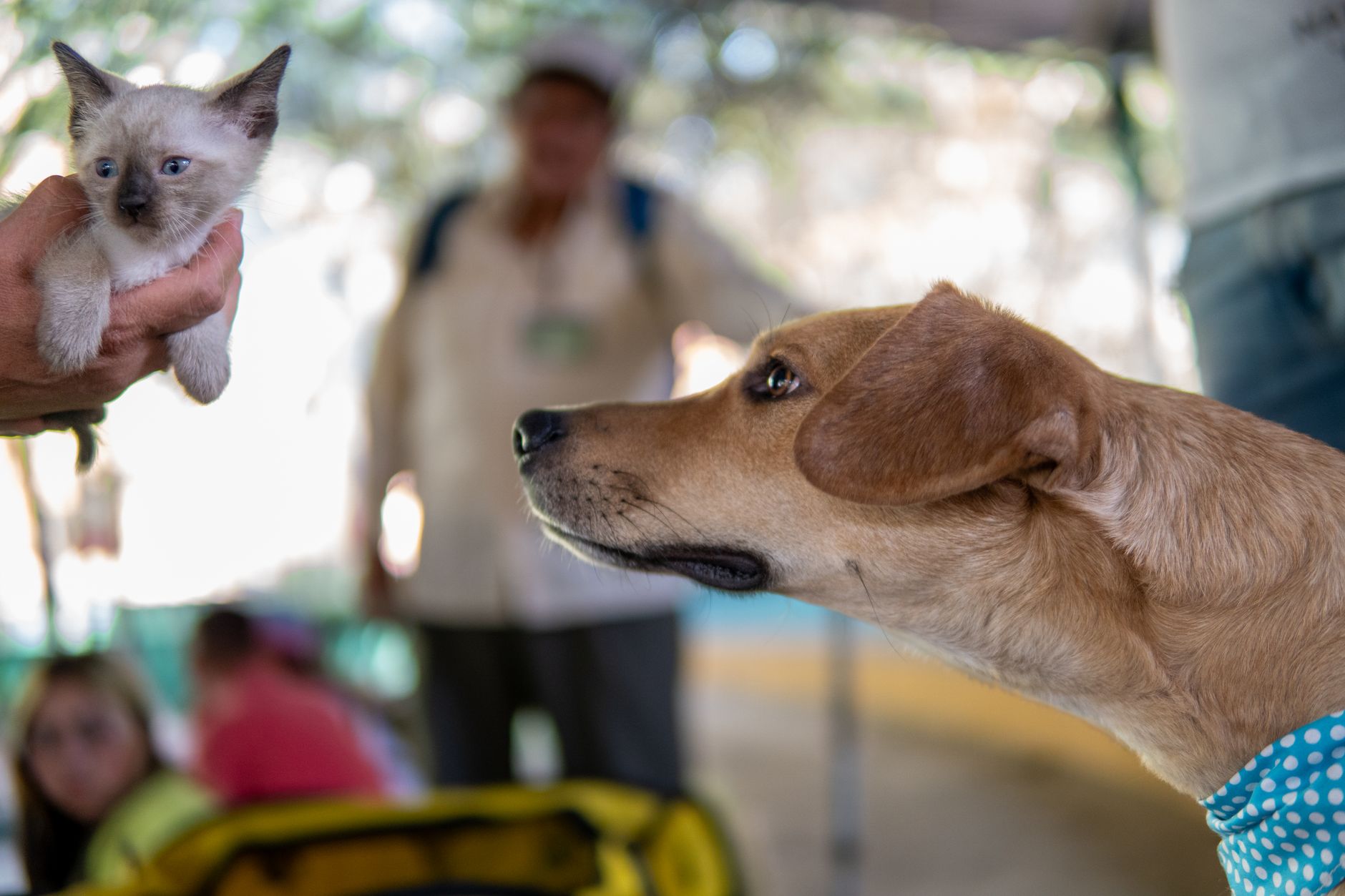A kitten being introduced to a dog