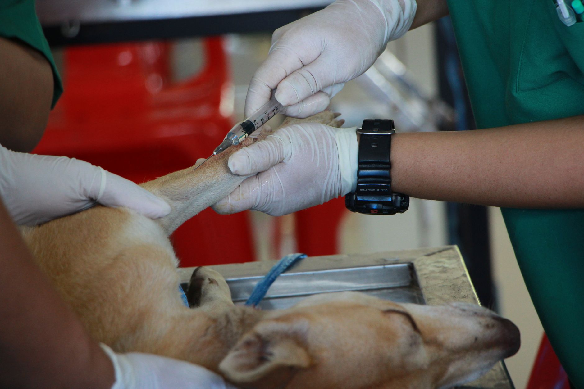 A veterinarian giving a dog an injection